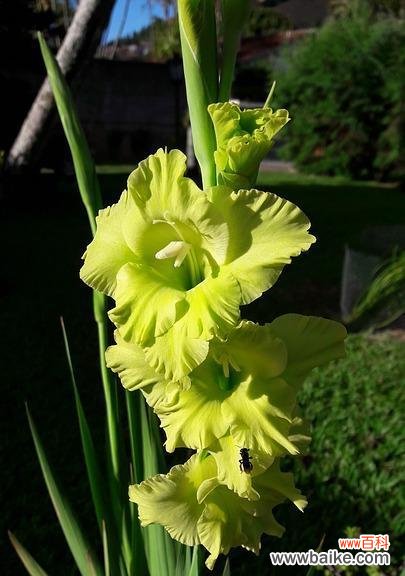 探寻剑兰荷花的美与哲理 剑兰荷花的寓意与象征