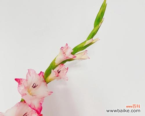 探寻剑兰荷花的美与哲理 剑兰荷花的寓意与象征