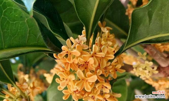 桂花家园的温馨与美好 桂花寓意与家庭情感的象征