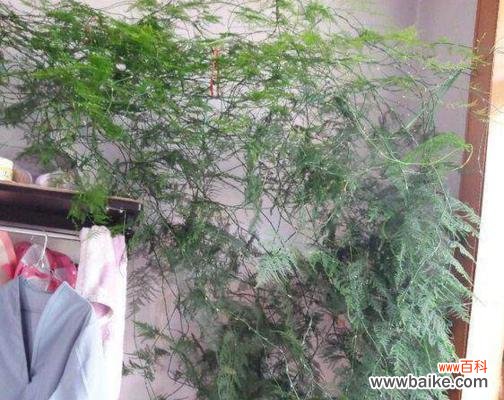 生活与美好的象征 文竹之家