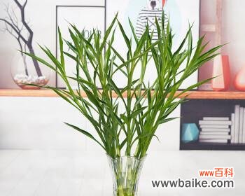 金边富贵竹花语揭示的吉祥含义 金边富贵竹