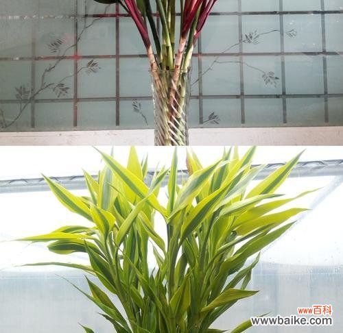 金边富贵竹花语揭示的吉祥含义 金边富贵竹