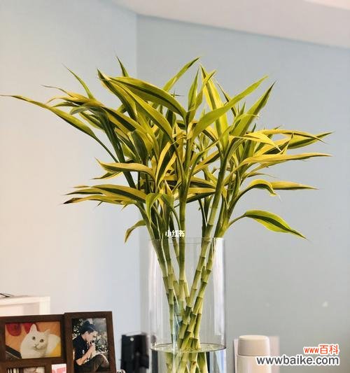 金边富贵竹花语揭示的吉祥含义 金边富贵竹