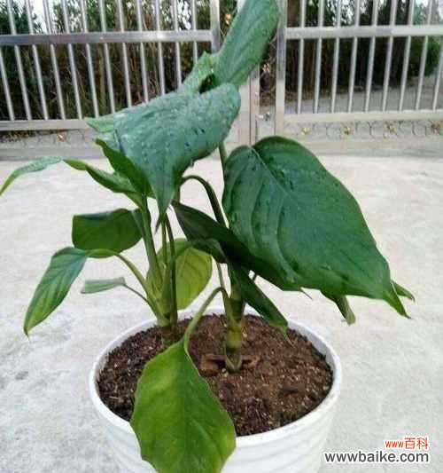 探寻万年青在文化与自然中的重要意义 万年青