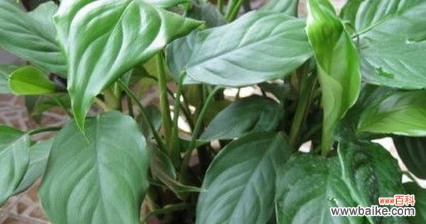 探寻万年青在文化与自然中的重要意义 万年青