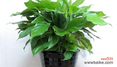 探寻万年青在文化与自然中的重要意义 万年青