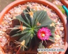 揭示万重山开花的奇迹与美丽 万重山开花的花语与寓意