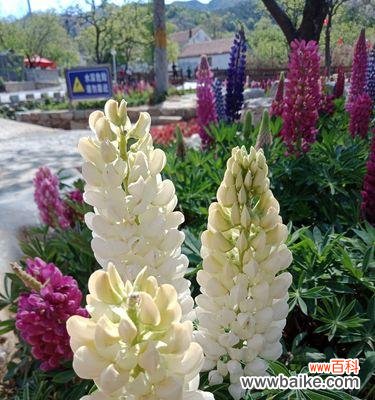 揭秘威海市花——扶桑花的奇特美丽与文化内涵 威海市花——扶桑花的寓意与价值