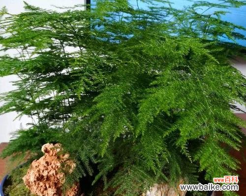 探寻文竹的神秘符号 文竹的象征意义与寓意