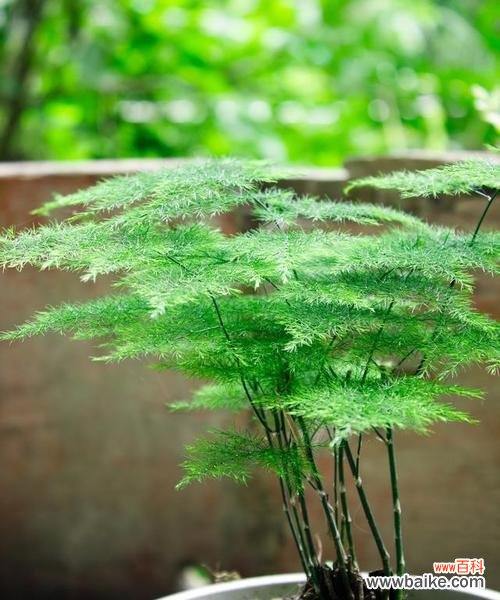 探寻文竹的神秘符号 文竹的象征意义与寓意