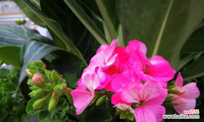 揭秘乌鲁木齐市花的象征意义及其鲜花之美 乌鲁木齐的市花——红梅花，象征坚韧不拔的精神