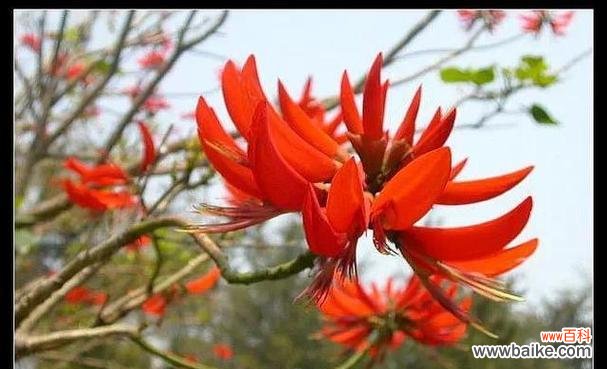 揭秘乌鲁木齐市花的象征意义及其鲜花之美 乌鲁木齐的市花——红梅花，象征坚韧不拔的精神