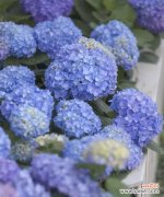 揭开花海中的秘密 《无尽夏的花语与寓意》