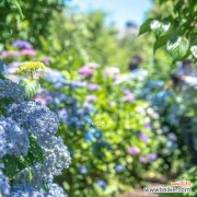 探寻无尽夏的花语之美 无尽夏的花语——美丽绽放的永恒之爱