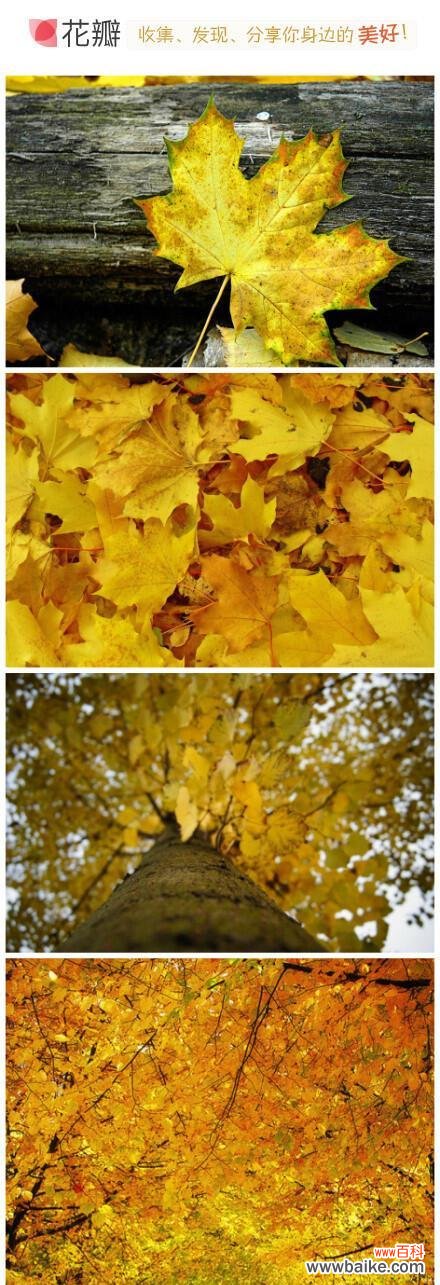 探寻梧桐树的含义及其象征的多重意义 梧桐树的象征意义