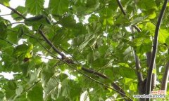 探寻梧桐树的含义及其象征的多重意义 梧桐树的象征意义