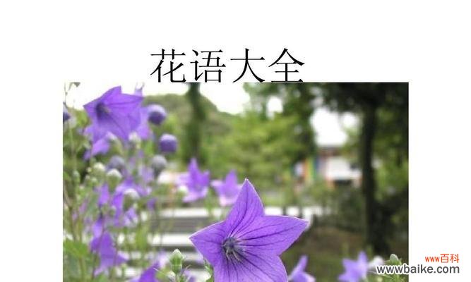 探寻午时花的花语和文化内涵 午时花