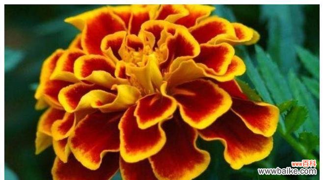 探寻午时花的花语和文化内涵 午时花