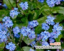 向你诉说无尽思念——了解勿忘我的花语与寓意 花语与寓意