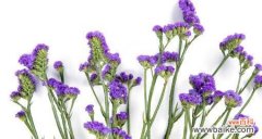 勿忘我花语的深意及象征含义 以勿忘我的花语-永远的记忆