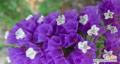 诠释勿忘我花的意义与传承 勿忘我花的象征意义