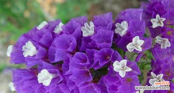 诠释勿忘我花的意义与传承 勿忘我花的象征意义