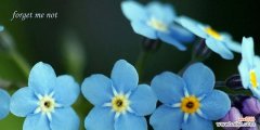 解读勿忘我的花语和寓意 以勿忘我花语及寓意象征着什么意思