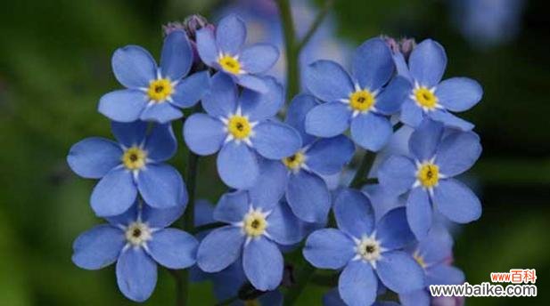 解读勿忘我的花语和寓意 以勿忘我花语及寓意象征着什么意思