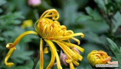 深度解读各种菊花的花语 菊花的花语与寓意