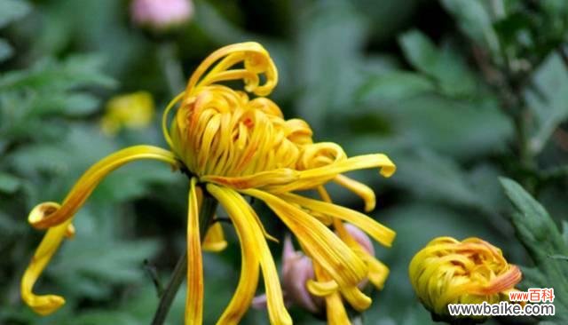 深度解读各种菊花的花语 菊花的花语与寓意