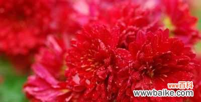 深入探究菊花的花语 菊花的花语与象征意义