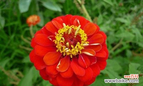 深入探究菊花的花语 菊花的花语与象征意义