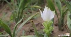 一朵小小的花 姜荷花的花语——传递爱与坚持的力量