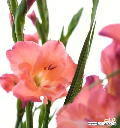 剑兰花花语的五种解释 剑兰花花语解析