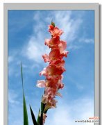 剑兰花花语的五种解释 剑兰花花语解析