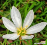 坚毅的生命之花——韭兰 以韭兰花语喻人生