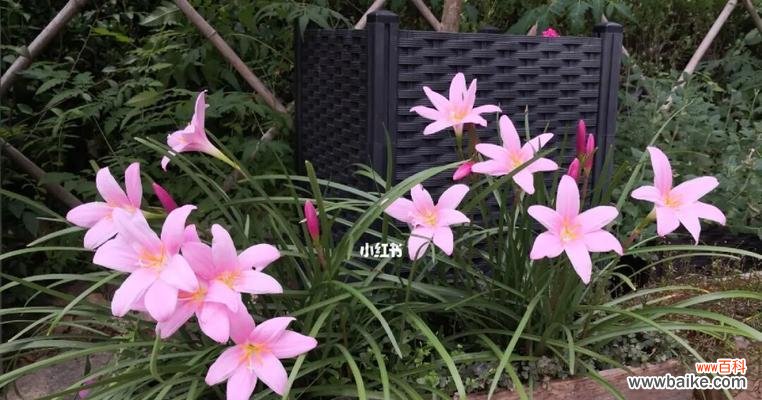 坚持不懈 韭兰花语与含义