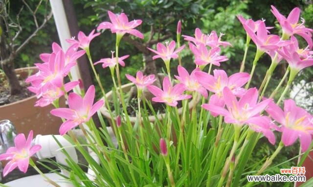 坚持不懈 韭兰花语与含义