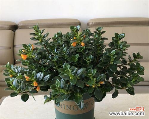 一盆吉祥美丽的绿色生命 金鱼吊兰的花语与寓意