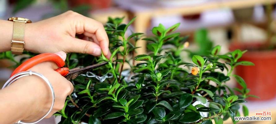 一盆吉祥美丽的绿色生命 金鱼吊兰的花语与寓意