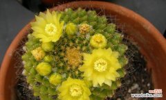 探索金星仙人球的花语世界 金星仙人球的花语