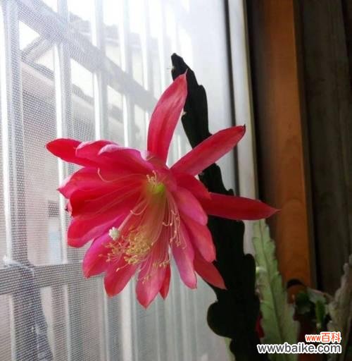 探索金星仙人球的花语世界 金星仙人球的花语