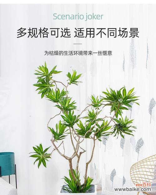 以花为媒 金心百合竹