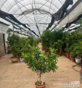 以花为媒 金心百合竹