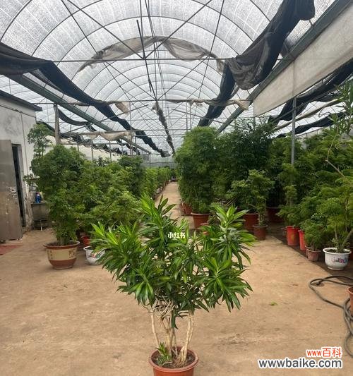 以花为媒 金心百合竹