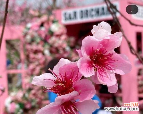 揭秘中国武术文化中的九月桃花刀 九月桃花刀的意义与传承