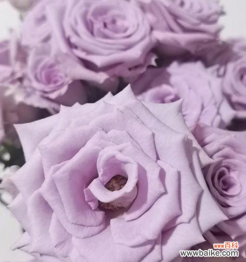 揭秘神秘之花的花语寓意 九星蓝狐玫瑰的花语与传说