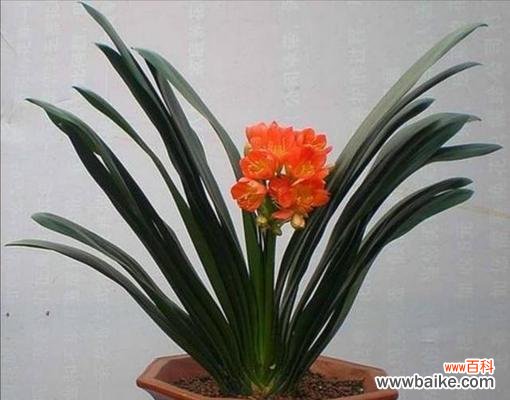 探寻君子兰花名背后的意义与象征 君子兰花名之谜