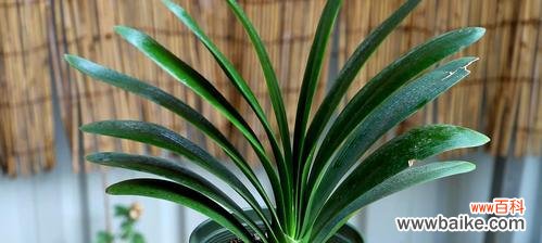 揭秘君子兰的别名及寓意 以君子兰别名叫什么意思