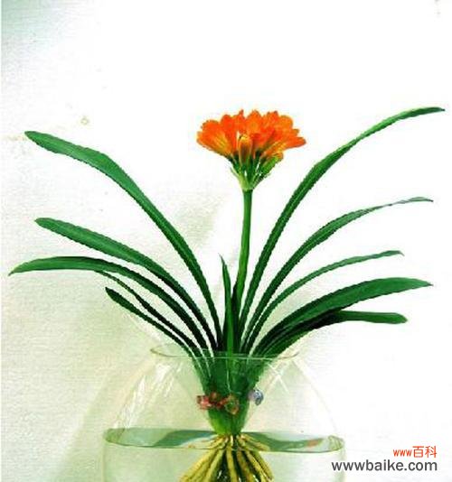 揭秘君子兰的别名及寓意 以君子兰别名叫什么意思